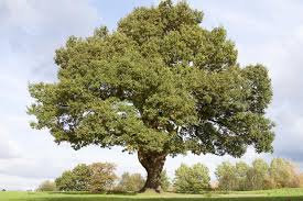 'the acorn does not know that it will become a sapling. 239302 1600 1067 Mighty Oak Meta Fab Inc