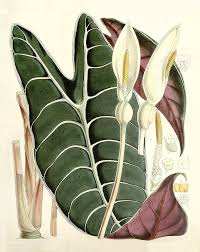 Image result for Araceae