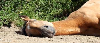 The Difference Between Horses And Humans Mimer Blog