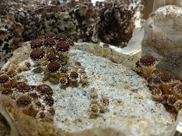 We have lovely brown/chestnut mushrooms in all our selections this week. Chestnut Mushrooms By Far The Most Earth Angel Mushrooms Facebook
