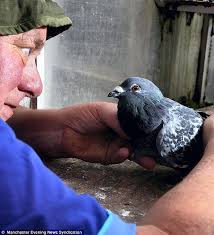 How Lilly The Racing Pigeon Found Her Way Home After She D Gone Missing For Two Years Daily Mail Online