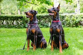 If your pup needs a playmate ask for a. 10 Best Doberman Rescue For Adoption 2021 Our Top 10 Picks