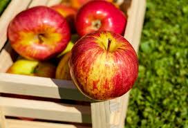 Apple Trees In The Bay Area Good Or Bad Idea Sexytrees