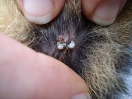 Image result for Tick Paralysis