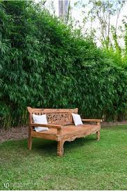 Image result for Pilea bambuseti