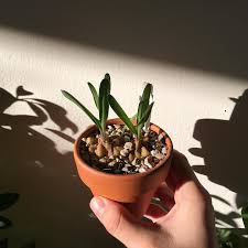 Image result for Drimia hockii