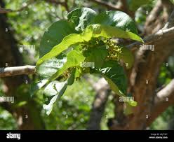 Image result for Vangueria madagascariensis
