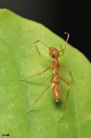 Kerengga Ant Mimic Spider C Harshith Jv Common Names Kerengga Ant Mimic Spider Kerengga Ant Like Jumping Spider Weaver Ant Mimic Spider Scientific Con Trung