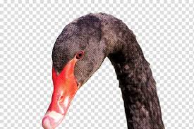 Birds Black Swan Mute Swan Beak Water Bird Duck Cartoon Goose Line Art Drawing Swans Transparent Background Png Clipart Hiclipart For our lovely dayrunners, the editor's pick albums get the most heated pieces ready for you. birds black swan mute swan beak water