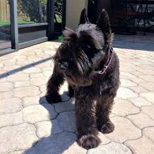 Pawrade connects pawsome people like you with happy, healthy puppies from our respected, prominent breeder relationships we've established over the last 15 years. Black Miniature Schnauzer Puppies For Sale Reberstein S