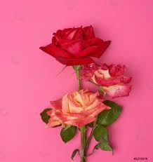 Mazzo di rose fiorite su fondo rosa - foto d'archivio | Crushpixel