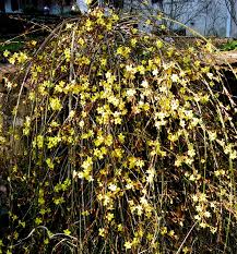 Image result for Jasminum nudiflorum