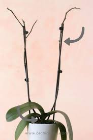 Pin On Orchid Care