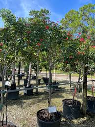 Image result for Jatropha
