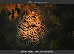 Top eswatini (swaziland) nature & wildlife areas: Mlawula Nature Reserve Best Time To Visit Wildlife More