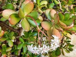 Arbre de Jade : plantation, entretien, soin | Le Parisien