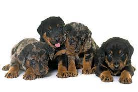Check spelling or type a new query. Beauceron Dog Breed Information