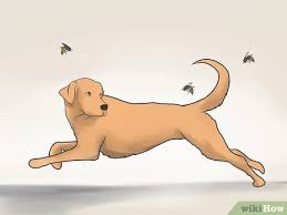 Dr Chris Brown - Bee Stings Are No Laughing Matter…Unless You'Re This Guy.  So Here Are The Simple Tips To Ensure Your Pets Have A Similarly  Stress-Free Response To Stings. Many Dogs