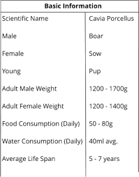 10 types of guinea pig breeds rare baby guinea pig weight chart