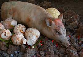 We did not find results for: File Pig On The Samoan Umu Jpg Wikimedia Commons