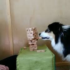 Wow This Dog Is Amazing Try This Game With Your Dog And Send Us The Video Dm For Credit Follow Me For Daily Videos Share The 2020 Kopek Kedi