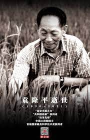 中国杂交水稻之父 袁隆平今年86岁高龄，研究杂交水稻50余载。 中国新华社称其解决了中国食物供 袁隆平于周一（10月3日）在香港获颁2016年吕志和奖—世界文明奖持续发展奖。 袁隆平在香港接受bbc中文网专访时回应杂交水稻是转基因水稻的质疑，并表示，对于转基因食品不. A7qqralgp65m8m