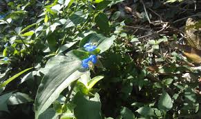 Image result for Commelina saxosa