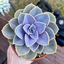 Image result for Chlorophytum longifolium