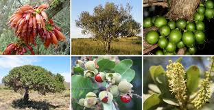 Stop by and check out our high quality, local fruit trees and exotic plants. Why Wild African Fruits Can Supplement Low Protein Staple Foods