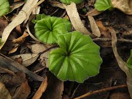 Image result for Nervilia crociformis