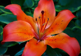 These flowering perennials do not produce normal flower seeds like most flowers. Tiger Lily Tiger Lily Tiger Lily Flowers Lily