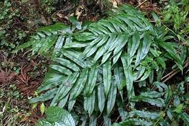 Image result for Coniogramme africana