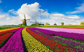 North holland and south holland. Holland Travel Blog Up Close In Deep The Slow Road