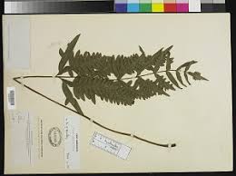 Image result for Pteris burtonii