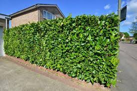 Fill the hole with a mix of compost and some organic fertiliser. What Is A Fast Growing Hedge And Why Is It Popular
