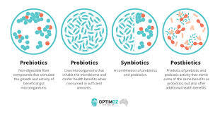 Prebiotics: What You Should Know - OptimOZ.com.au