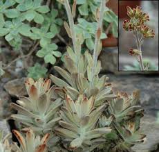 Image result for Kalanchoe latisepala