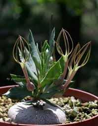 Image result for Ceropegia conrathii