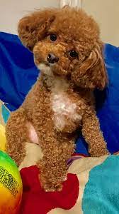 Download puppy poodle images and photos. 580 Poodle Puppies Ideas Poodle Puppies Poodle Puppy