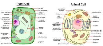 Organelles And Their Functions Chart Animal Cell Plant