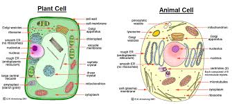 organelles and their functions chart animal cell plant