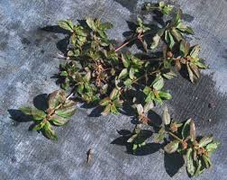 Image result for Chamaeclitandra henriquesiana