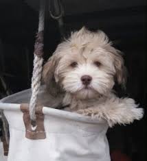 Visit the available puppies page to adopt an adorable, loving cavapoo of your very own! Puppies Sunny Day Puppies