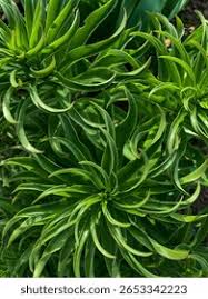 Image result for Chlorophytum lancifolium
