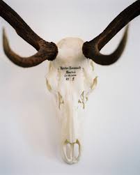 Personalize your home and flaunt your artistic side via the great antler's warm and inviting vintage and antique farmhouse home decor. Antler Decor Lonny