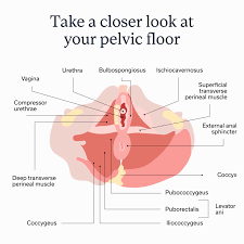 Image result for Pelvic Floor Dysfunction