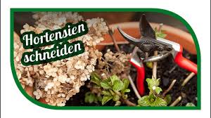 Beim schneiden von hortensien sind viele hobbygärtner unsicher, da dazu zählen nur zwei arten: Hortensien Richtig Schneiden Ball Rispen Schneeball Tellerhortensien Pflegen Youtube