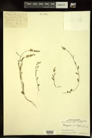 Image result for Polygala melilotoides