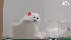 Coco Wink Kucing