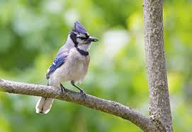Different Birds And Their Meanings Blue And Purple Jay Bird On Tree Branch Birds Bird Pictures Pet Birds